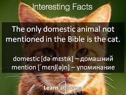 While the names of the animals in the bible vary in translations, and some are hard to identify, god's word showcases about 100 different creatures. Interesting Facts The Only Domestic Animal Not Mentioned In The Bible Is The Cat Domestic DÉ™ËˆmÉ›stÉªk Domashnij Mention ËˆmÉ›nÊƒ É™ N Up Fun Facts Facts Cats