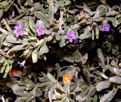 Image result for Lycium