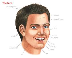 Face 1 Noun Definition Pictures Pronunciation And Usage Notes Oxford Advanced Learner S Dictionary At Oxfordlearnersdictionaries Com