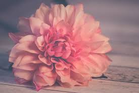 We offer an extraordinary number of hd images that will instantly freshen up your smartphone or. 100 000 Best Flower Background Photos 100 Free Download Pexels Stock Photos