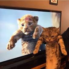 Cizmeli Kedi Fotos De Animais Engracados Memes De Animais Fofos Gatinhos Fofos