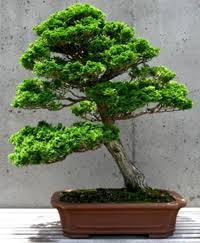 Jun 15, 2020 · the latest tweets from nudo【メンズコスメ/メンズメイク】 (@nudo_cosmetics). 40 Best Collections Dwarf Hinoki Cypress Bonsai Care Pink Wool