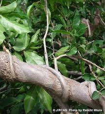 Image result for Combretum mkuzense