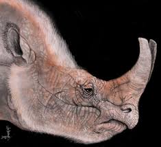 Brontotheriidae, embolotherium, megacerops, brontotherium, sphenocoelus, brontops, pakotitanops, notiotitanops, duches et des. Megacerops By Agentpendergast On Deviantart Paleo Art Paleontology Prehistoric