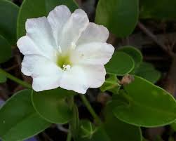 Image result for Falkia