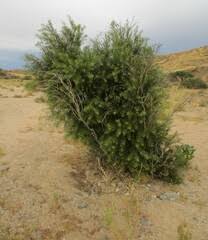 Image result for Hymenodictyon austro-africanum