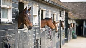 Horses used for riding lessons. Coronavirus And Caring For Horses Your Questions Answered Horse Hound