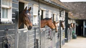 We offer rides from 1 hour to all day rides. Coronavirus And Caring For Horses Your Questions Answered Horse Hound