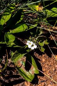 Image result for Crabbea velutina