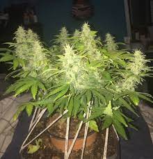 Check spelling or type a new query. Hindu Kush Autoflower Grow Journal Micro Grow Day 60 Growing Autoflowers Hindu Kush Kush Growing