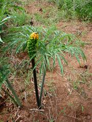 Image result for Amorphophallus richardsiae