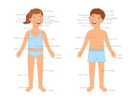 Just inside the chest, the heart circulates blood from around the body to the lungs, where the blood receives oxygen from capillaries. Premium Vector Child Body Parts