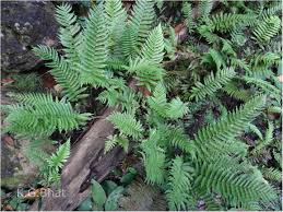 Image result for Pseudocyclosorus