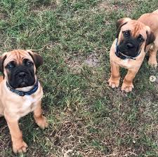 It's also free to list your available puppies and litters on our site. Rottweiler Cross Bullmastiff Puppies For Sale Off 65 Www Usushimd Com