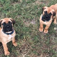 Finding a bullmastiff puppy for sale near you may be your top priority and you really want to be sure you are making the perfect choice! How To Find Bullmastiff Puppies For Sale Bullmastiff Dog Information Center