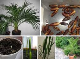 Выращивается кофейное и шоколадное деревья, финиковая пальма, батат, маниок и др. Finikovaya Palma Doma Polezno I Kreativno Prbn Ru