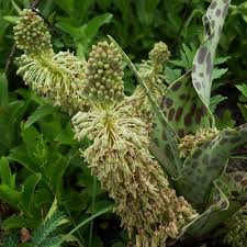 Image result for Ledebouria cordifolia