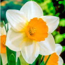 Large Cupped Daffodil Sempre Avanti Daffodil Bulbs Daffodils Yellow Daffodils