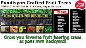 Enjoy three different fruits or varieties on one tree! Pundisyon Grafted Fruit Trees Home Facebook