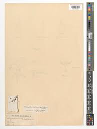 Image result for Tridactyle tridactylites