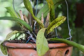 Sind die wurzeln hellgrün oder fast weiß oder zeigen erste anzeichen der trockenheit, solltest du den topf einige minuten in zimmerwarmem. Orchideen Krankheiten Schadlinge Bekampfen Plantura