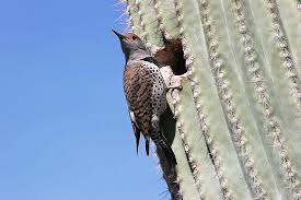 The plants are adapted to live in extremely dry desert climates, and store large according to the cornell lab of ornithology, the bird makes its nest in the saguaro cactus, a large species of cactus that grows in arizona and california. Desert Birds Cactus Garden The Sonoran Desert With Child Friendly Facts