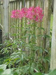 Pin On Gardening