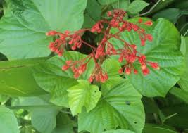 Image result for Clerodendrum capitatum