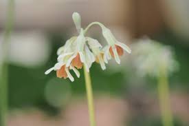 Image result for Tulbaghia cameronii