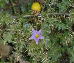 Image result for Solanum schumannianum
