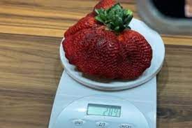 We did not find results for: Is The Guinness Record For The Largest Strawberry In The World Broken Tridge