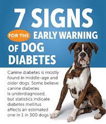 Diabetes In Dogs Well Pet Post Lambert Vet Supply