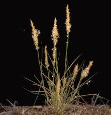 Image result for Enneapogon