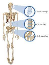 What Is Hyaline Cartilage Socratic Anatomie Corps Humain Cours Infirmier Accompagnement Educatif