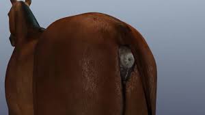 Horse anal vore - ThisVid.com