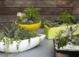 Dekoration Blumenkasten Bunt Sukkulenten Pflanzen Steine Garten Sukkulenten Diy Sukkulenten Topfe Blumenkasten