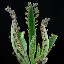 Image result for Kalanchoe daigremontiana