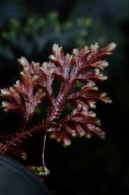 Image result for Selaginella afrorum