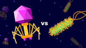 Viruses are likely the most abundant organisms on earth. How Viruses And Bacteria Balance Each Other In The Gut Microbiome