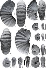 28 downloads 246 views 1mb size. The Albian Cenomanian Transition In A Shelf Basin Transect Biostratigraphy Sedimentology And Paleontology Of Jebel Mghila Central Tunisia Sciencedirect