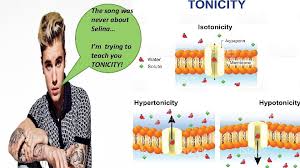 There are hundreds of cell types in a developed organism, which are specific to their location and function. Do You Want Me To Diffuse The Song