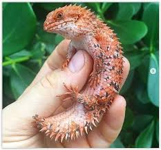 Spiny Tailed Skink For More Follow Me Rept Love Reptile Reptiles Dragon Geko Gecko Leopradgec Nadide Hayvanlar Surungenler Hayvanlar