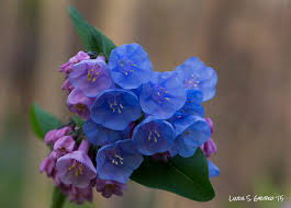 Maybe you would like to learn more about one of these? West Virginia Spring Ephemeral Wildflowers Linda S Gribko