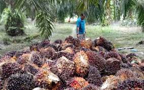 Variasi warna buah kelapa sawit terdiri dari warna hitam, ungu, hingga merah. Petani Lamandau Keluhkan Rendahnya Harga Buah Kelapa Sawit