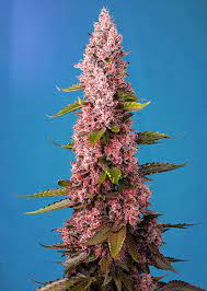 Sale Of Sweet Seeds Red Hot Cookies