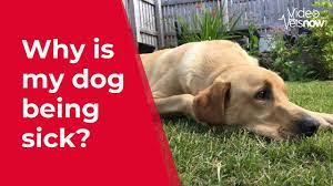 Dog Being Sick How To Care For A Vomiting Dog At Home Vets Now