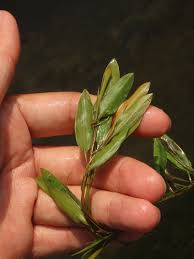 Image result for Potamogeton octandrus