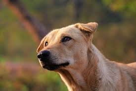 Dog Has A Blood Clot In Urine What Do I Do Canna Pet