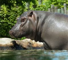 Image result for Hippocratea goetzei