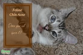 Symptoms may include a black or yellow discharge, redness of the ear flap, and persistent scratching. Feline Chin Acne Does Your Cat Have It Savvy Pet Care